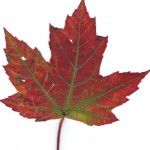 herbstblatt