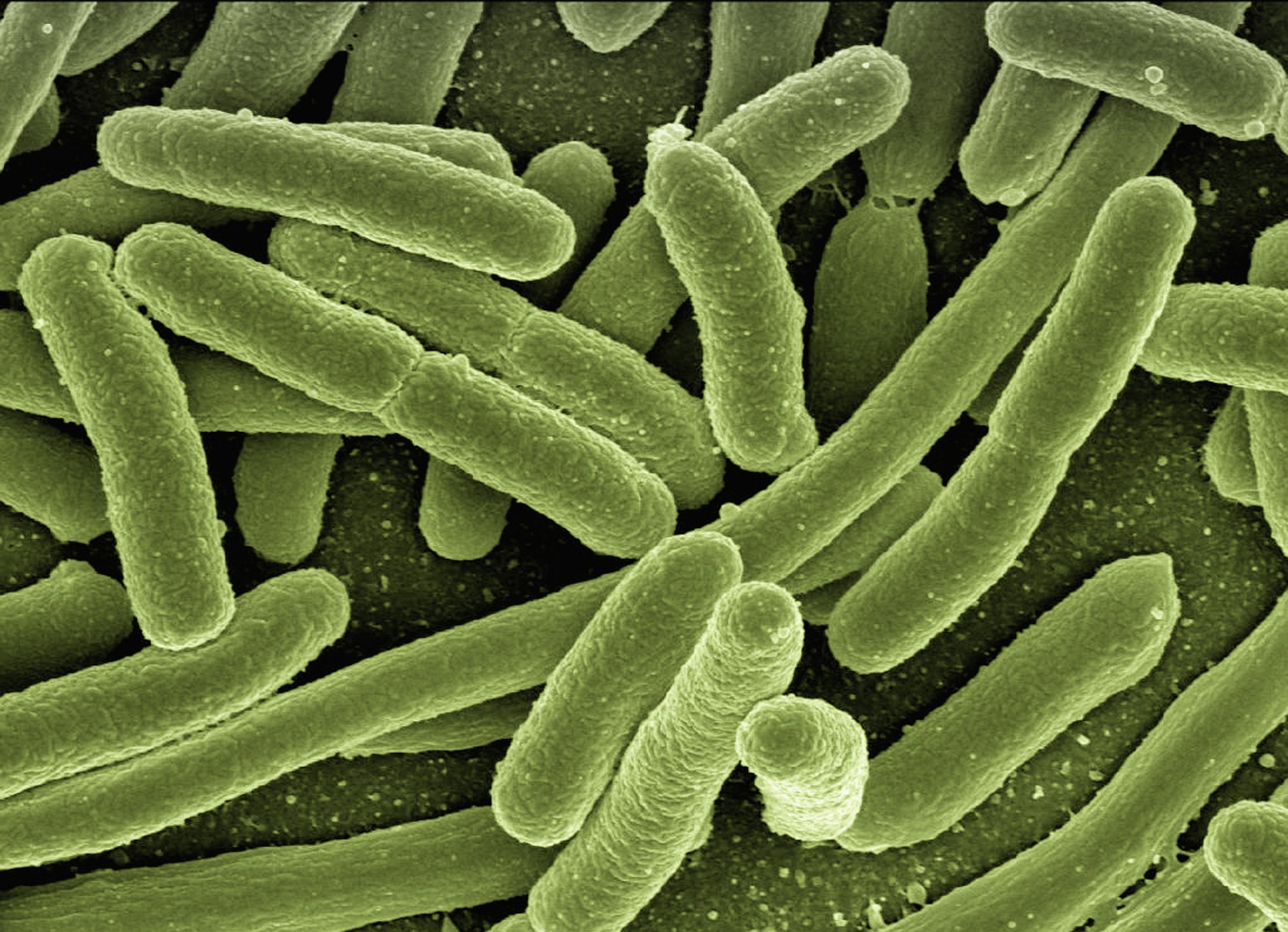 Mikrobiomforschung